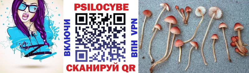 Галлюциногенные грибы Psilocybe  blacksprut ссылка  Майкоп  как найти закладки 